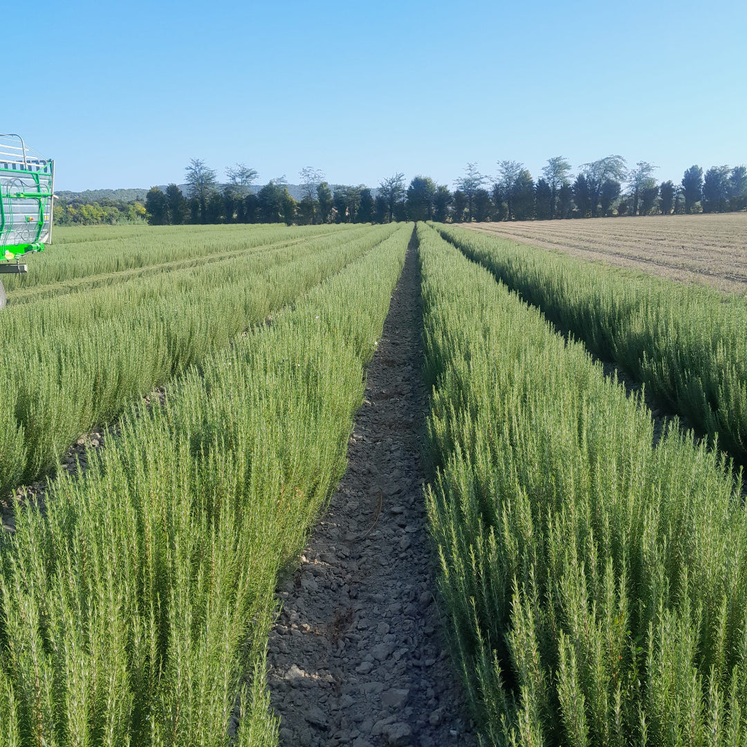 Feld mit Rosmarin