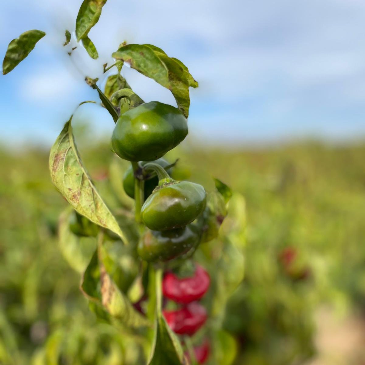 Bio Paprika edelsüß