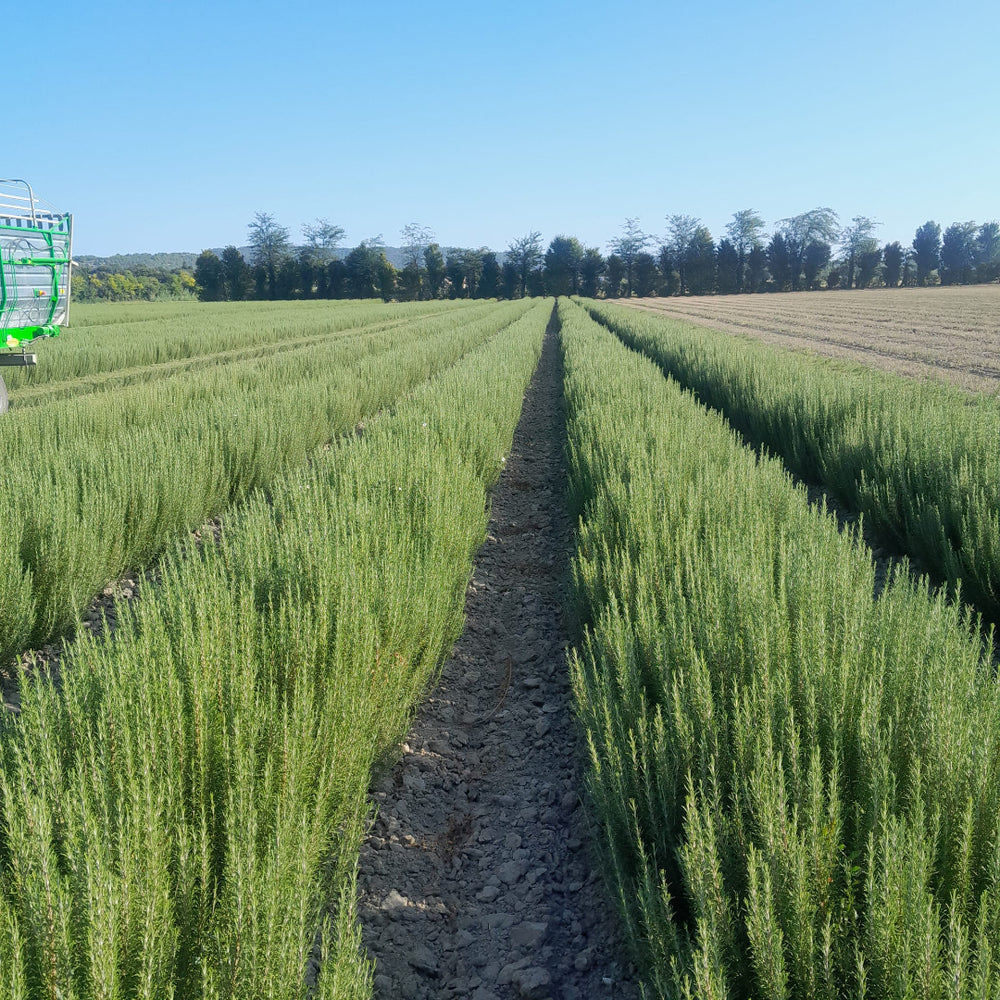 
                  
                    Feld mit Rosmarin
                  
                