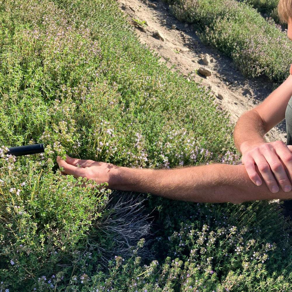 
                  
                    Thymian auf Feld Provence
                  
                