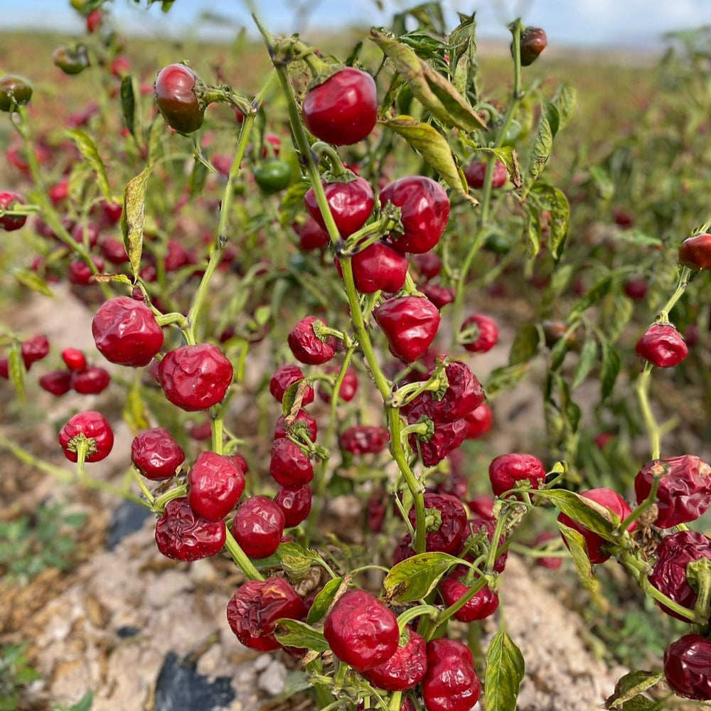 
                  
                    Paprika heißgeräuchert
                  
                